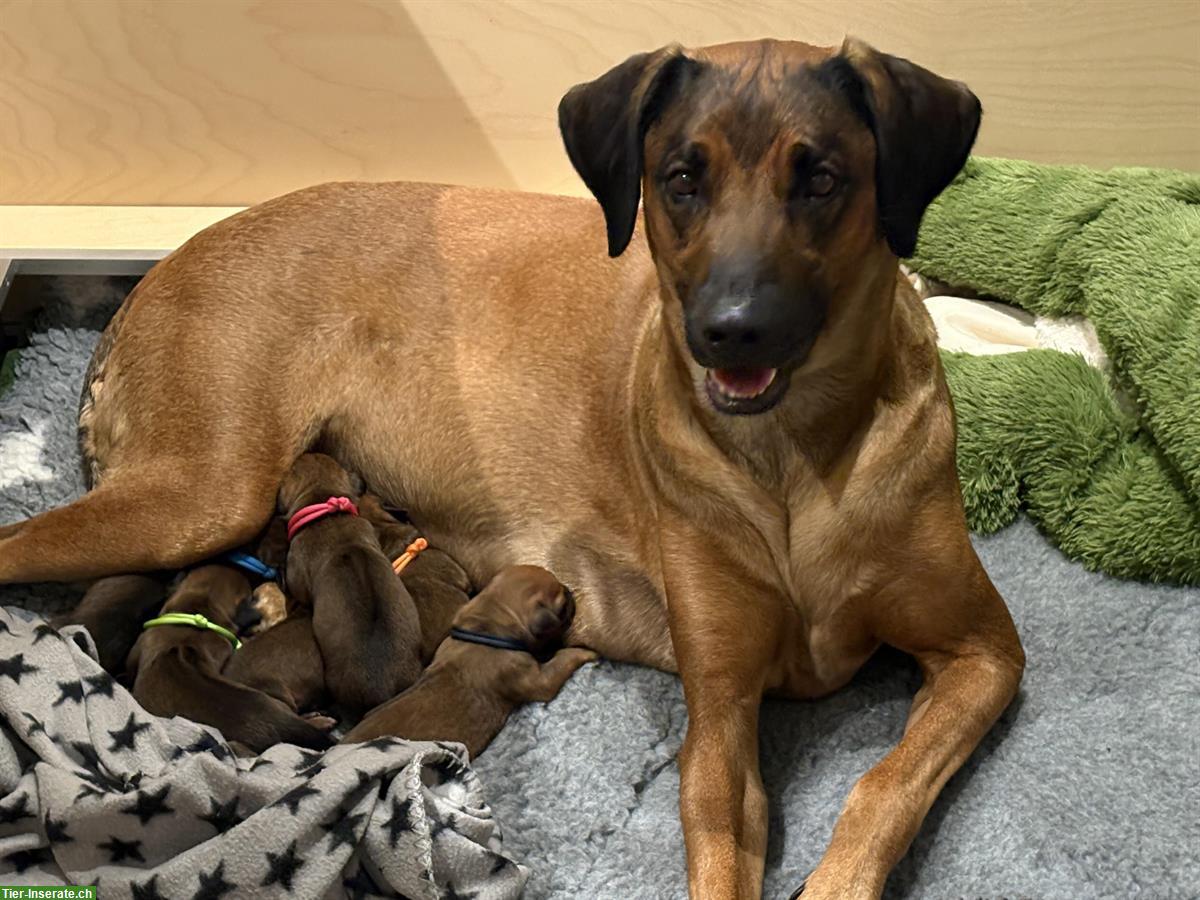 Bild 2: Rhodesian Ridgeback Welpen