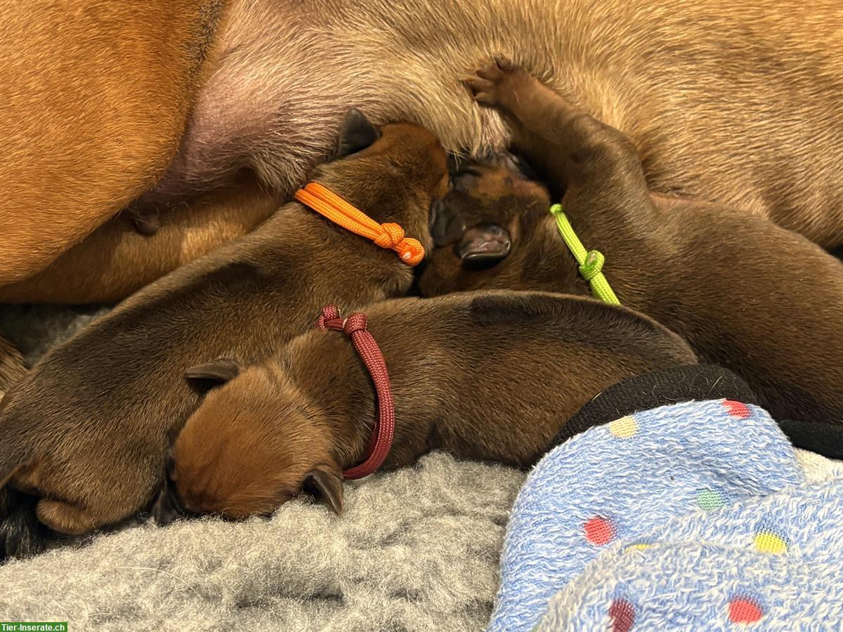 Bild 5: Rhodesian Ridgeback Welpen