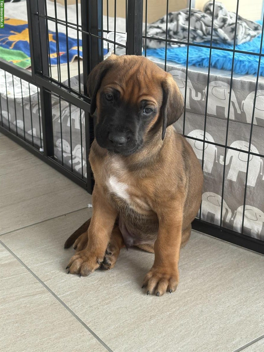 Bild 7: Rhodesian Ridgeback Welpen