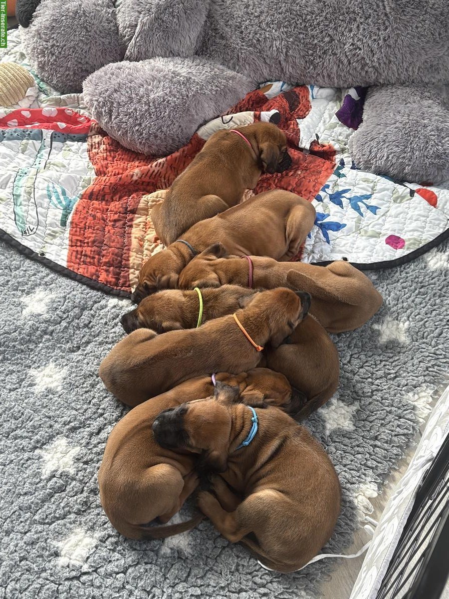 Bild 8: Rhodesian Ridgeback Welpen