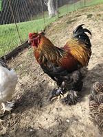 Reinrassige Brahma Güggel abzugeben