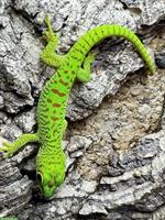 Madagaskar Taggecko, Phelsuma Grandis Jungtier