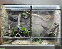 Kettennattern orange abzugeben mit selbstgebautem Terrarium