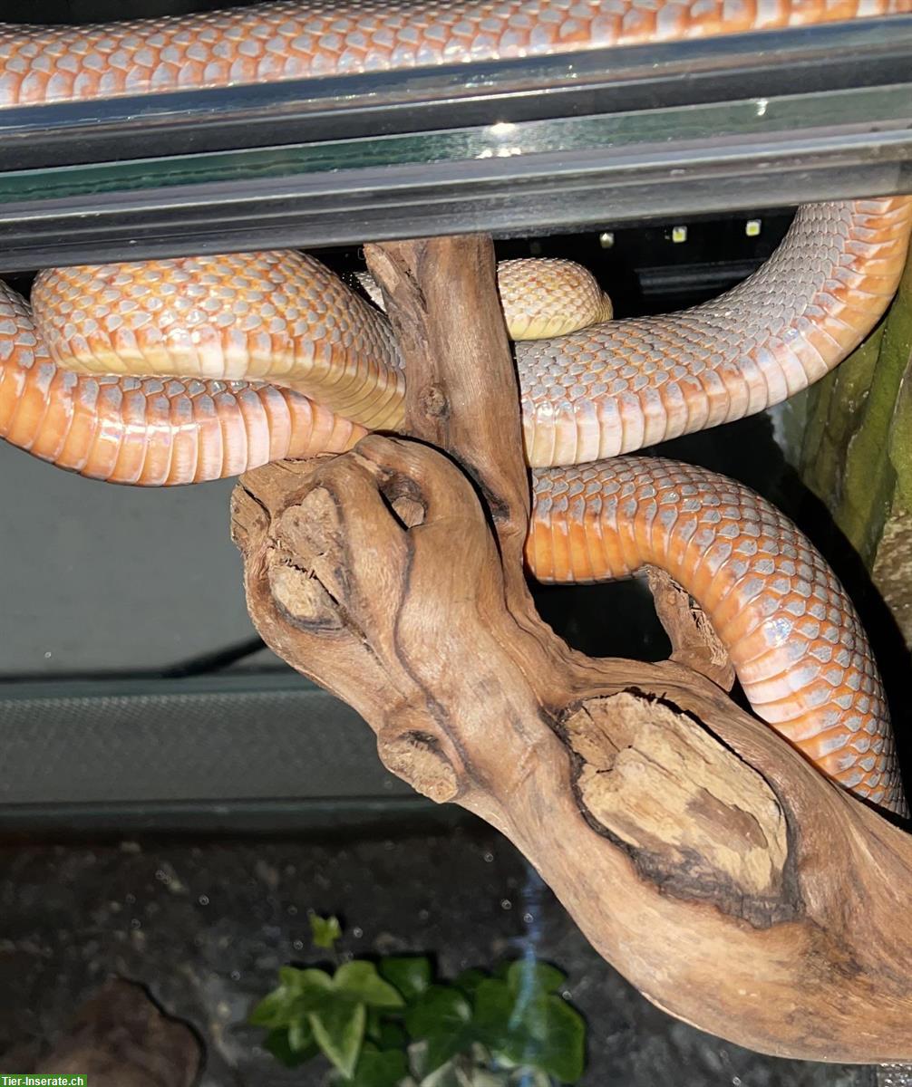 Bild 2: Kettennattern orange abzugeben mit selbstgebautem Terrarium