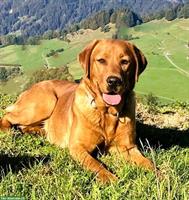 Wurfankündigung: Labrador Welpen blond bis dunkelblond mit Stammbaum