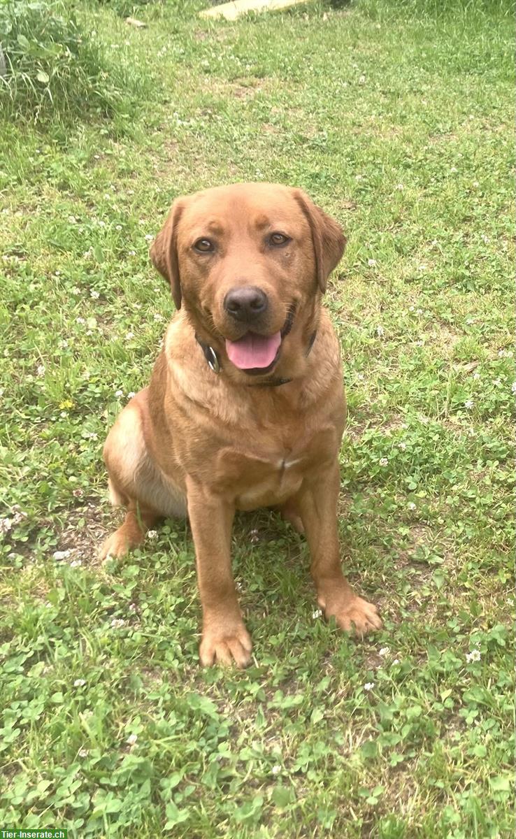 Bild 2: Wurfankündigung: Labrador Welpen blond bis dunkelblond mit Stammbaum