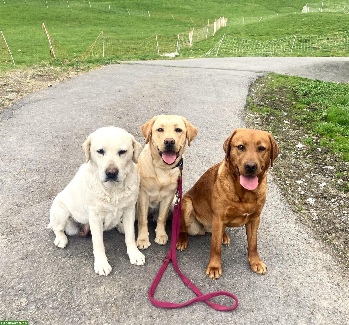 Bild 3: Wurfankündigung: Labrador Welpen blond bis dunkelblond mit Stammbaum