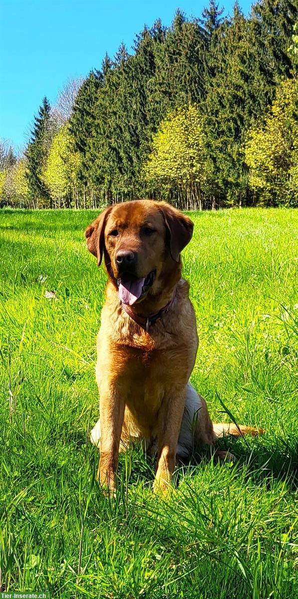 Bild 4: Wurfankündigung: Labrador Welpen blond bis dunkelblond mit Stammbaum