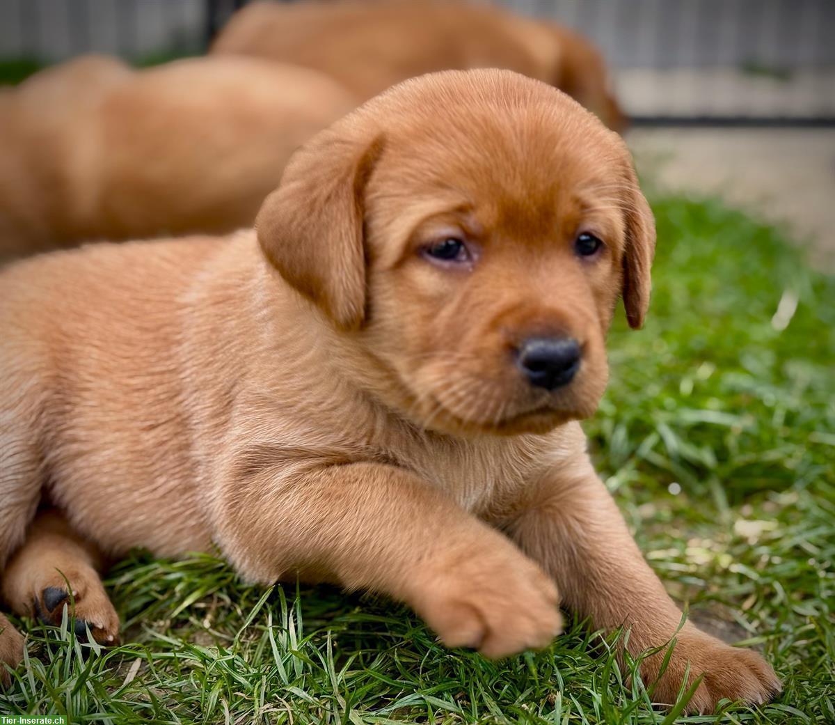 Bild 5: Labrador Welpen dunkelblond mit Stammbaum