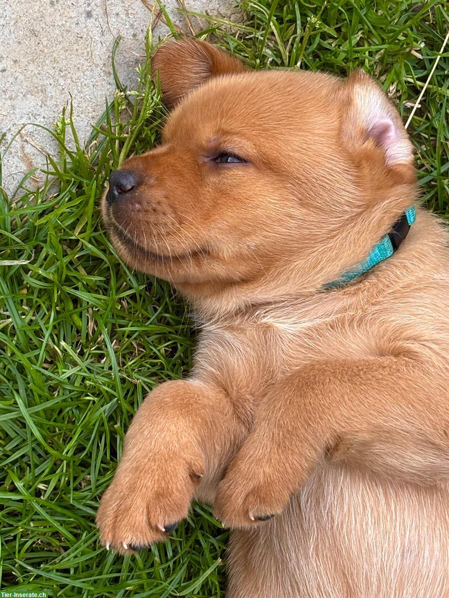 Bild 7: Labrador Welpen dunkelblond mit Stammbaum