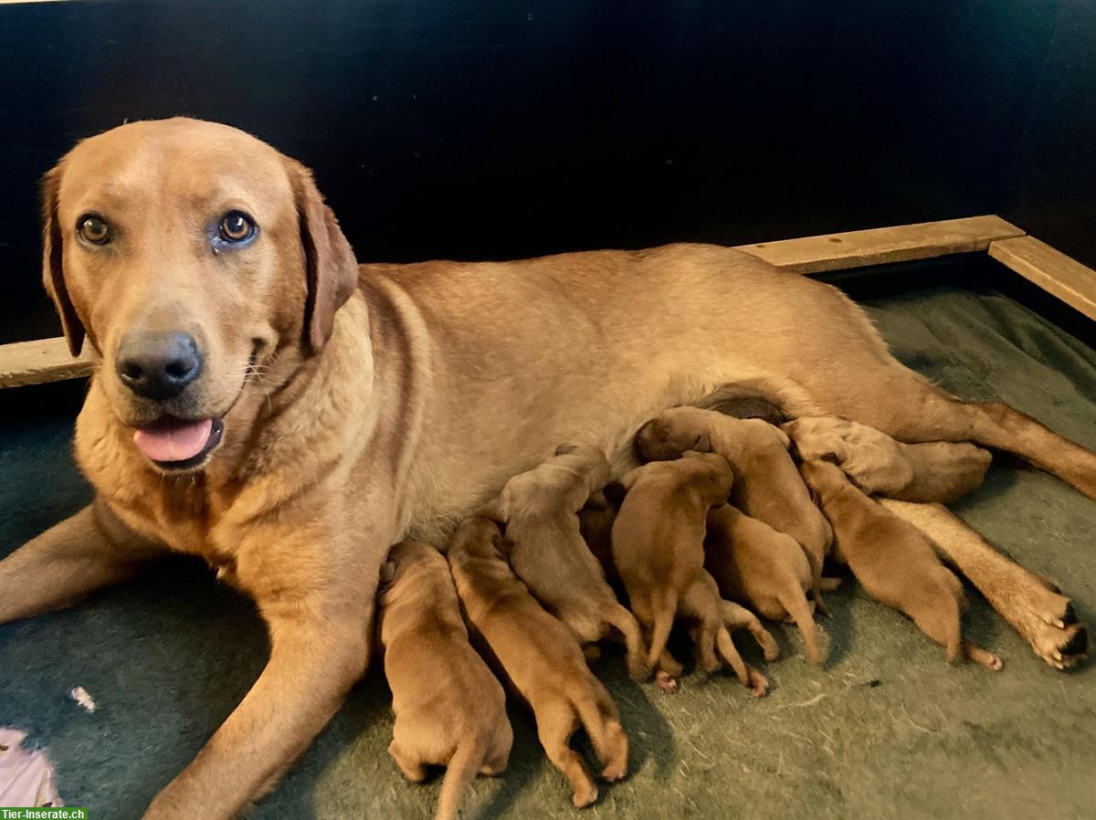 Bild 8: Labrador Welpen dunkelblond mit Stammbaum