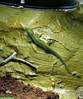 GRATIS: Phelsuma ornata abzugeben, Ornament-Taggecko