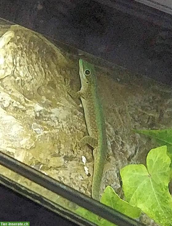Bild 2: GRATIS: Phelsuma ornata abzugeben, Ornament-Taggecko