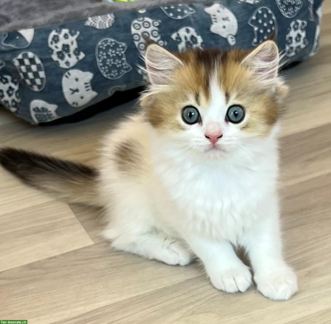 Reinrassiges BLH Kitten, männlich