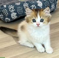 Reinrassiges BLH Kitten, männlich