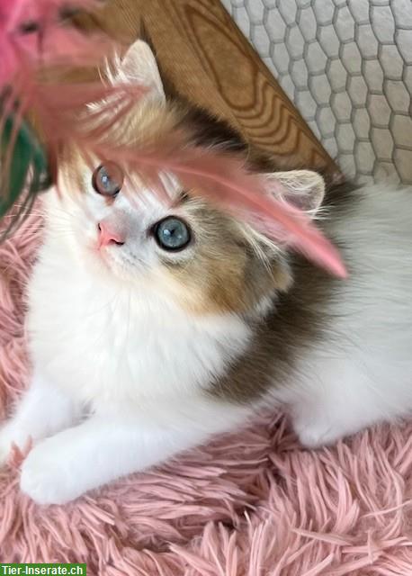 Bild 2: Reinrassiges BLH Kitten, männlich