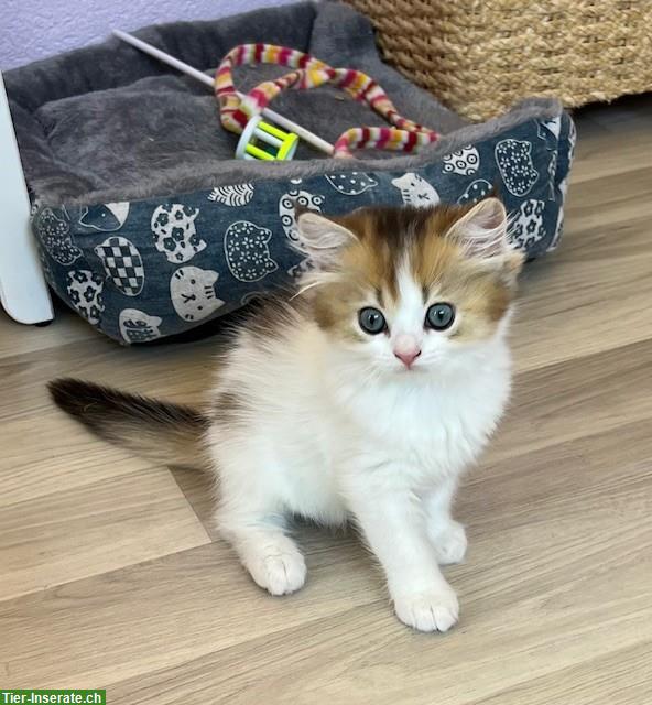 Bild 3: Reinrassiges BLH Kitten, männlich