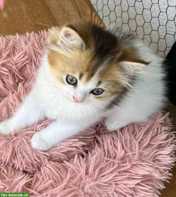 Bild 4: Reinrassiges BLH Kitten, männlich