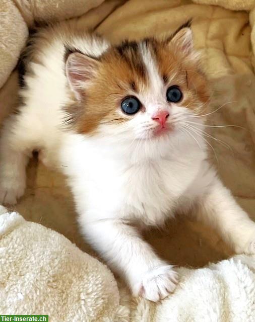 Bild 5: Reinrassiges BLH Kitten, männlich