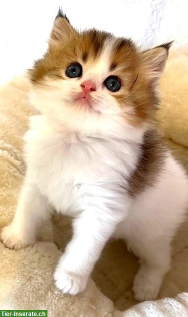 Bild 6: Reinrassiges BLH Kitten, männlich