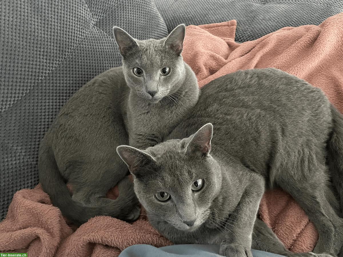 Russisch Blau Kater Amor & Aris, 5-jährig