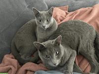 Russisch Blau Kater Amor & Aris, 5-jährig