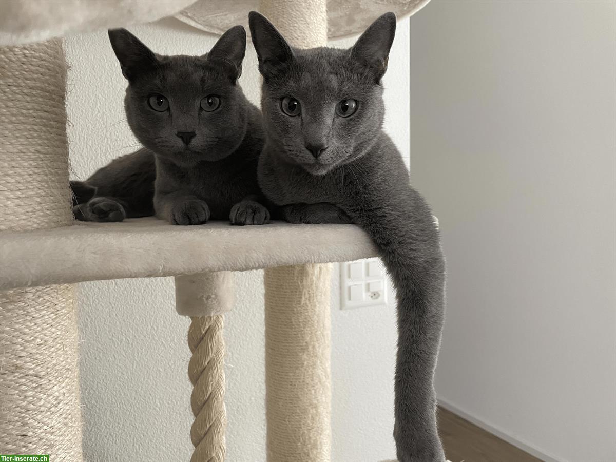 Bild 2: Russisch Blau Kater Amor & Aris, 5-jährig