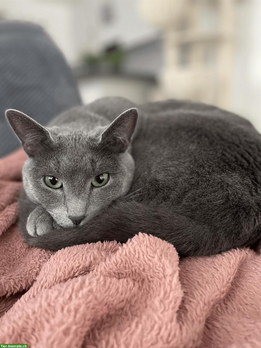 Bild 3: Russisch Blau Kater Amor & Aris, 5-jährig