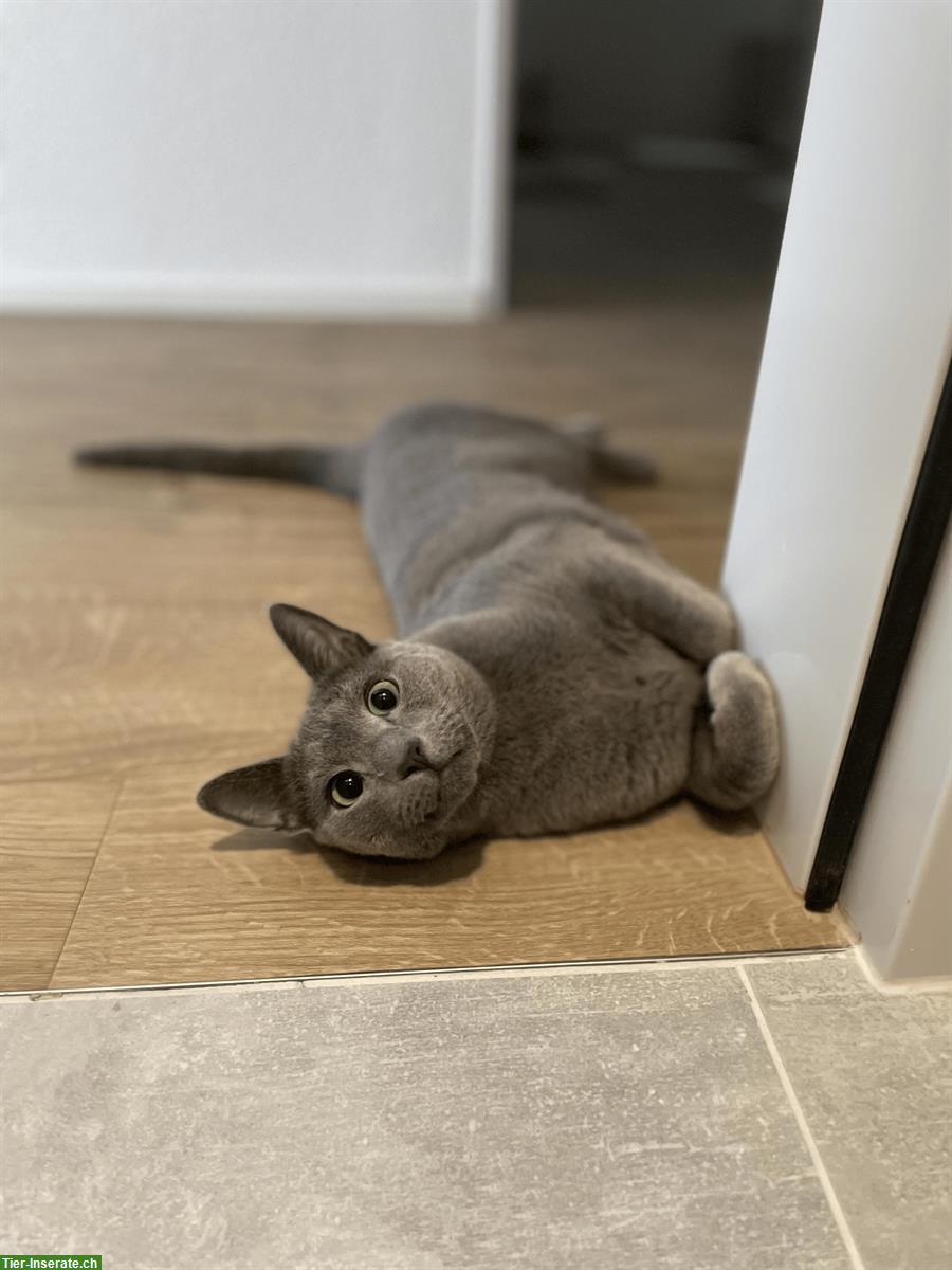 Bild 5: Russisch Blau Kater Amor & Aris, 5-jährig