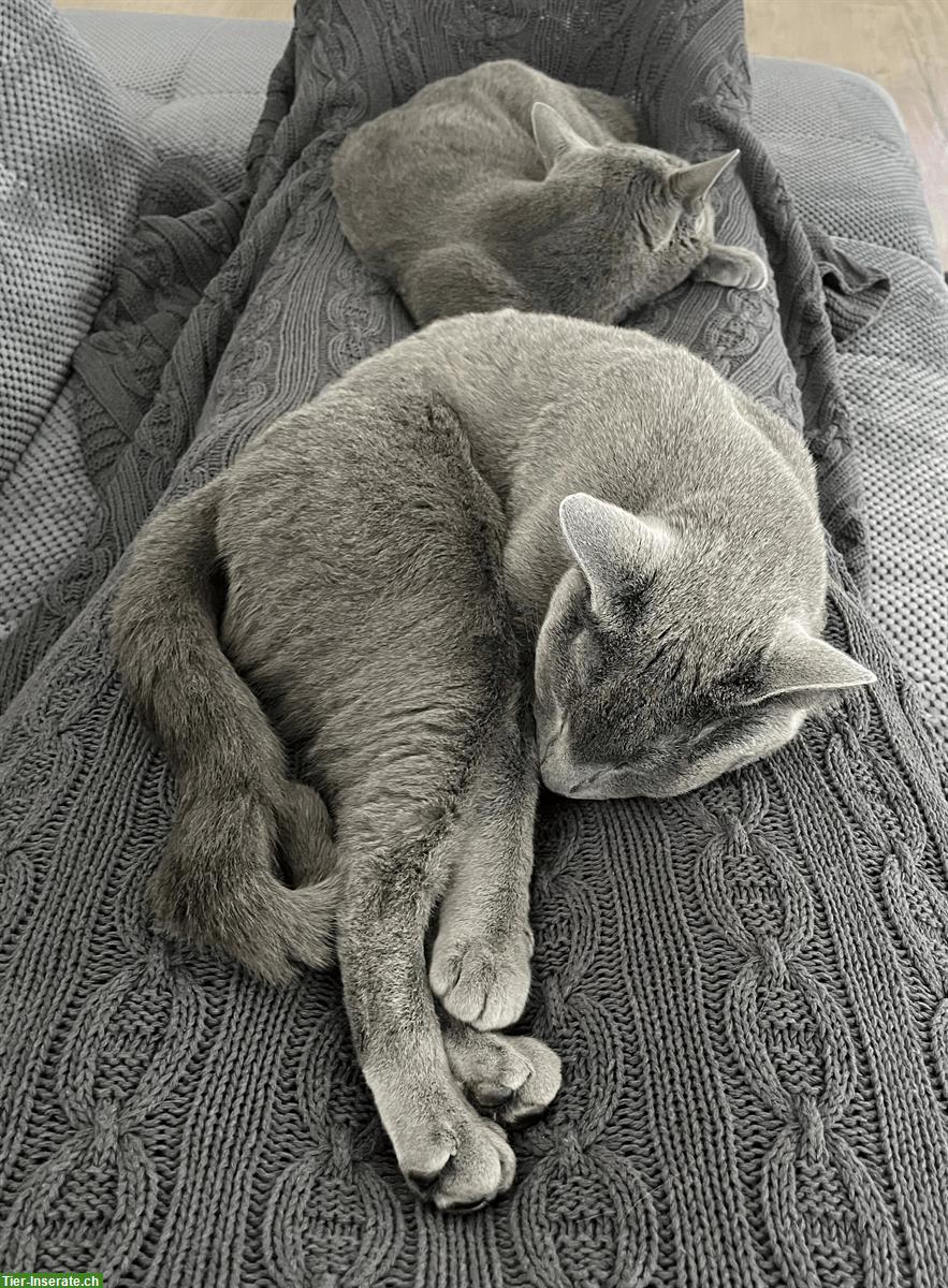 Bild 6: Russisch Blau Kater Amor & Aris, 5-jährig
