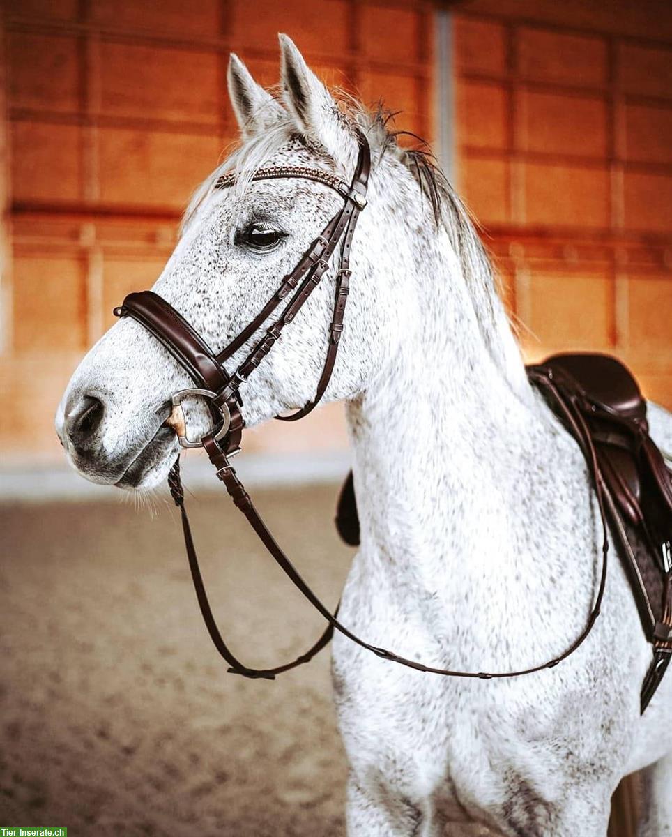 Reitbeteiligung auf Araber Wallach in Schafisheim AG