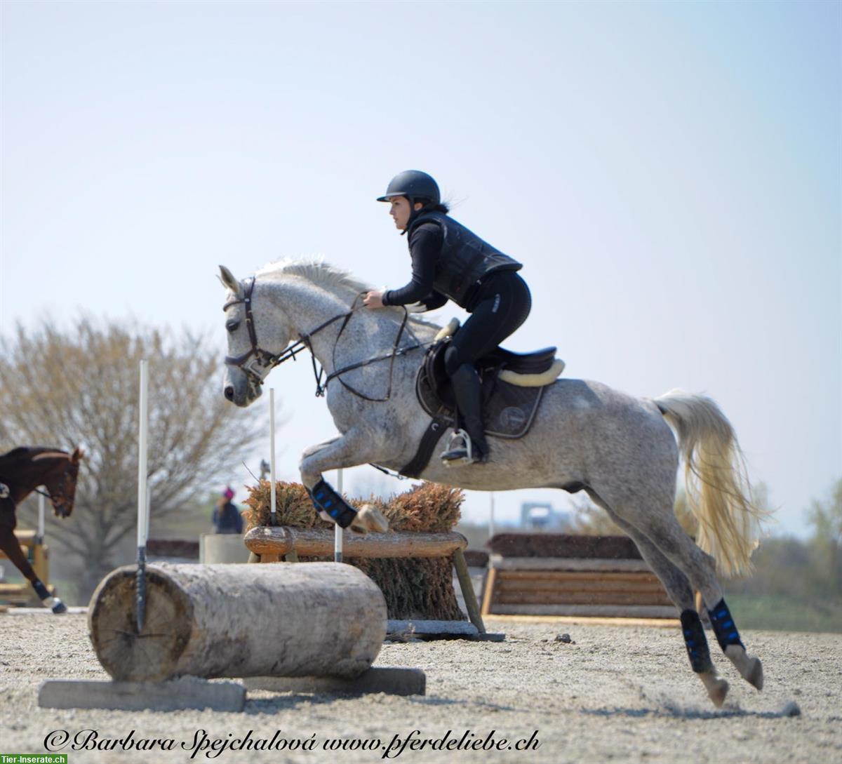 Bild 4: Reitbeteiligung auf Araber Wallach in Schafisheim AG