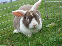 Mini Rex Widder - kastriert gratis abzugeben