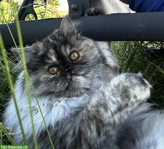 Reinrassige Perserkatze, weiblich abzugeben