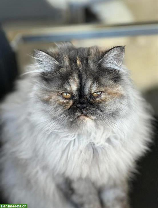 Bild 2: Reinrassige Perserkatze, weiblich abzugeben