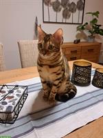 Bengal Katze, sehr anhänglich und jung