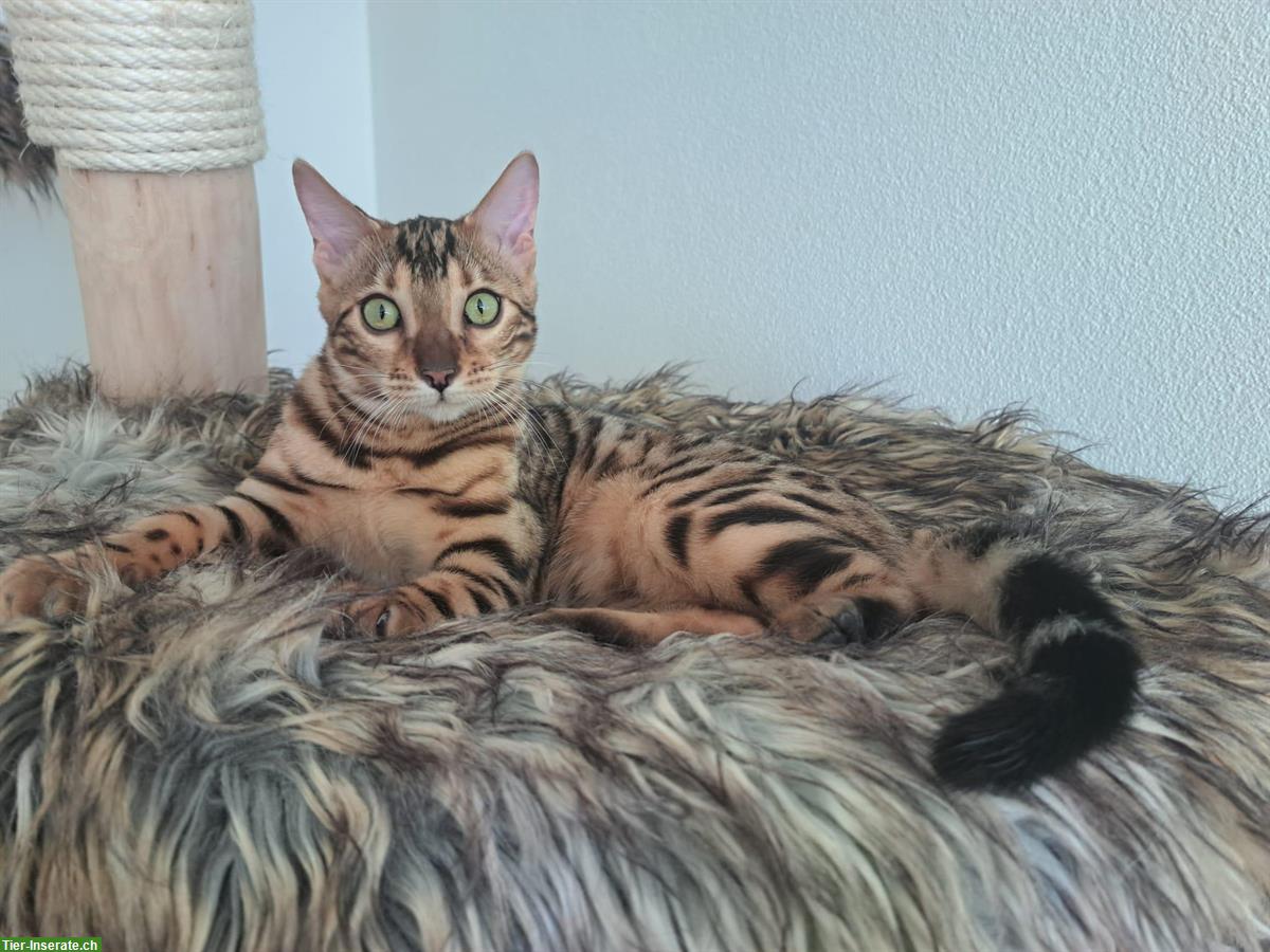 Bild 2: Bengal Katze, sehr anhänglich und jung