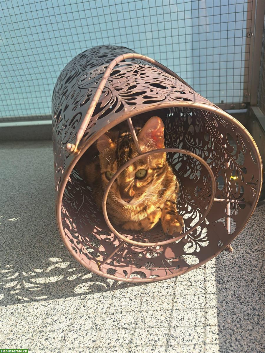 Bild 3: Bengal Katze, sehr anhänglich und jung