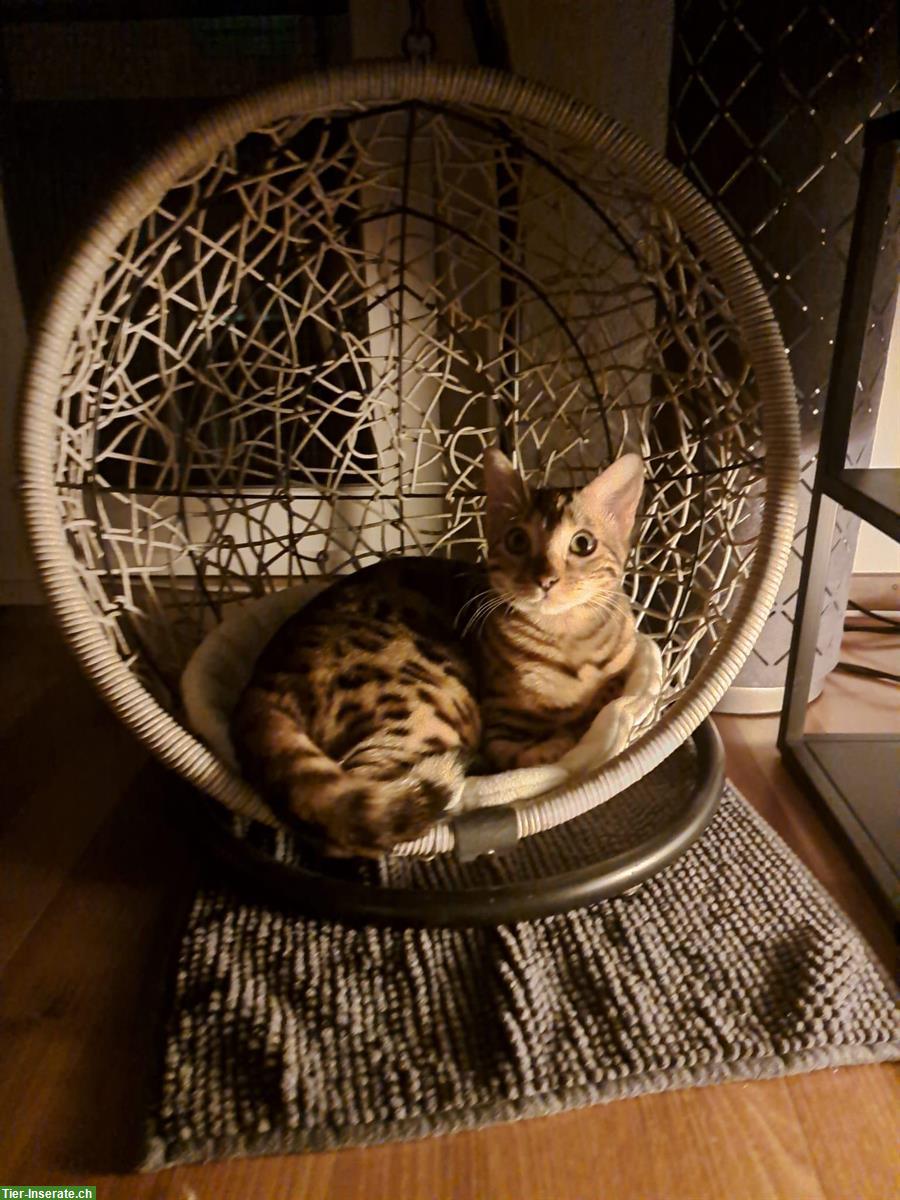 Bild 4: Bengal Katze, sehr anhänglich und jung