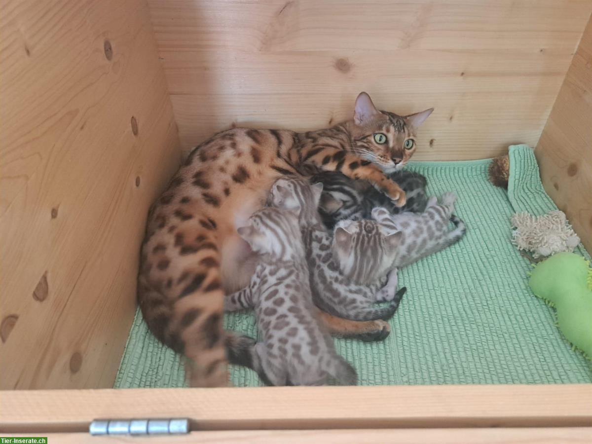 Bild 5: Bengal Katze, sehr anhänglich und jung
