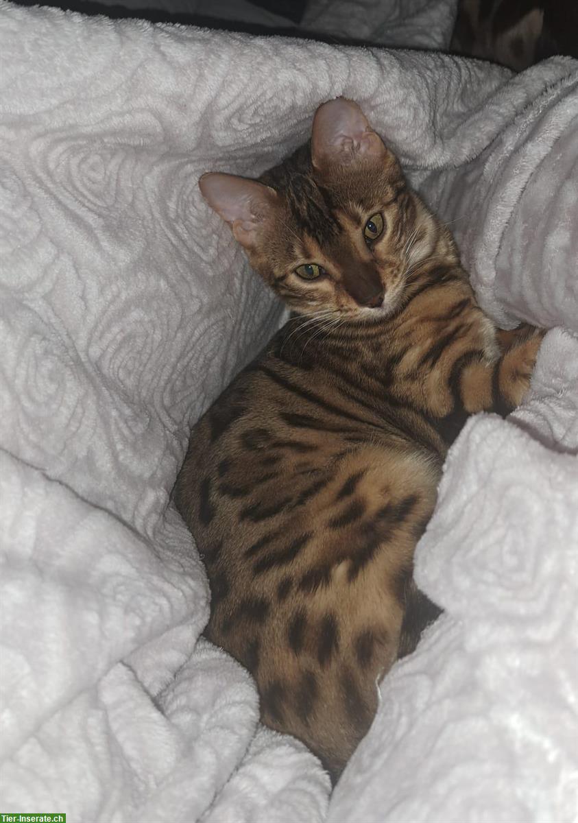 Bild 6: Bengal Katze, sehr anhänglich und jung