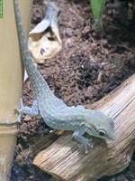 Phelsuma Breviceps Männchen abzugeben