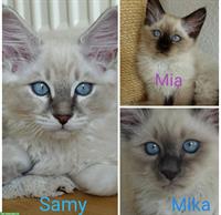 3 Heilige Birma Katzen Kitten, männlich / weiblich abholbereit