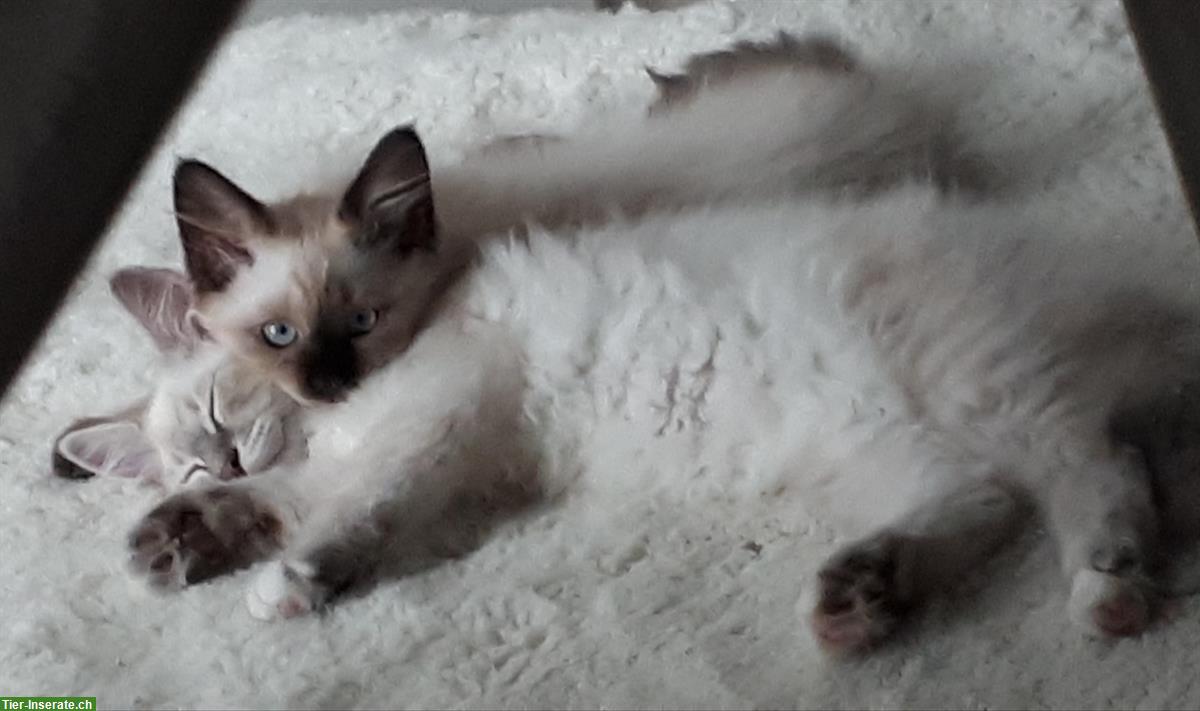 Bild 7: 3 Heilige Birma Katzen Kitten, männlich / weiblich abholbereit