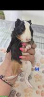 Junge Meerschweinchen Böckli zu verkaufen