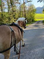 Pflegebeteiligung für Coaching-Pferd im Aargau