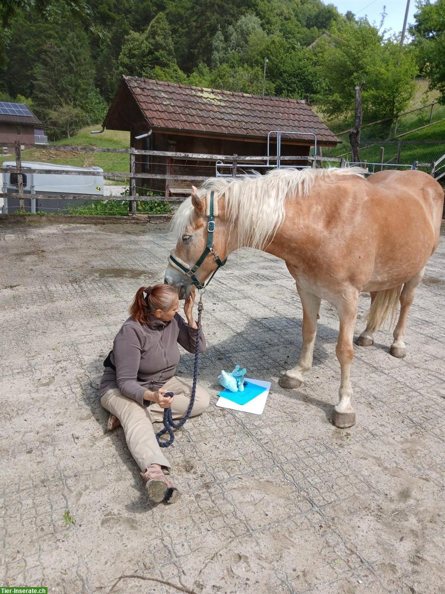 Bild 2: Pflegebeteiligung für Coaching-Pferd im Aargau
