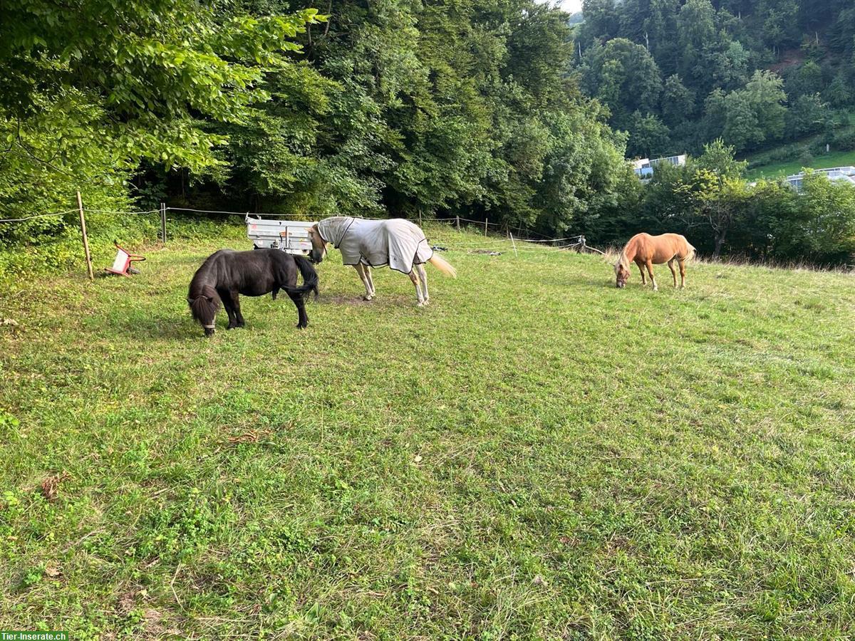 Bild 5: Pflegebeteiligung für Coaching-Pferd im Aargau