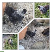 Lieber, hübscher Zwergseidenhahn abzugeben