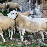 Deutsche Texel-Widder zu verkaufen